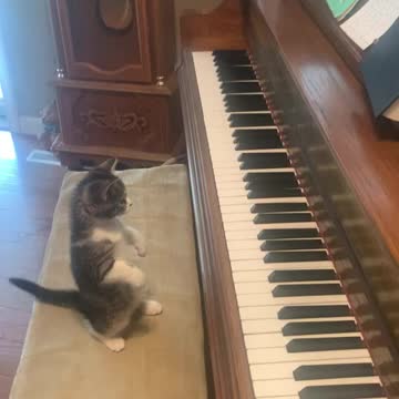 Kitty Cat Beethoven