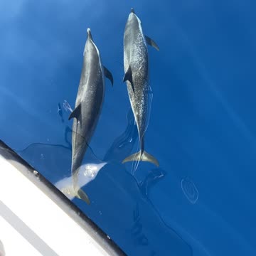 Dolphins in Hawaii