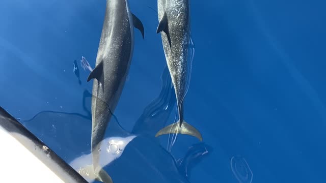 Dolphins in Hawaii