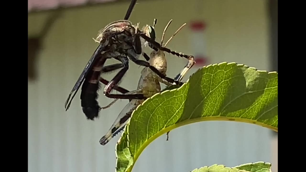 Assassin Fly2