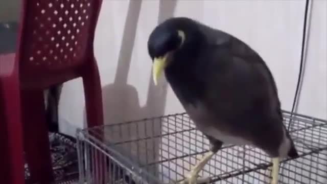 This bird is praying