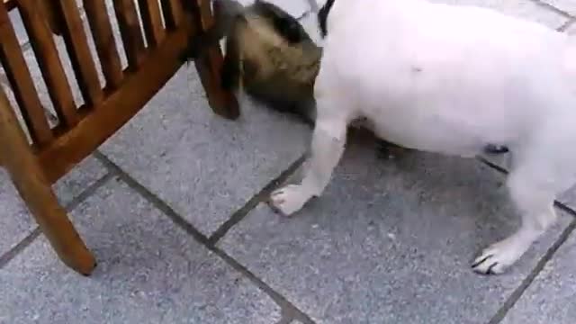 The puppy tries its best to convince the cat to play with it