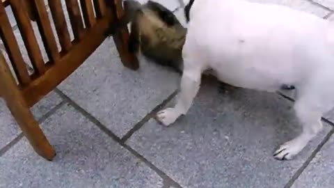 The puppy tries its best to convince the cat to play with it