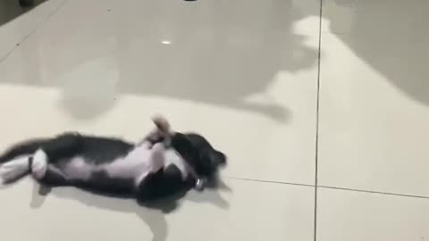 cat funny videos