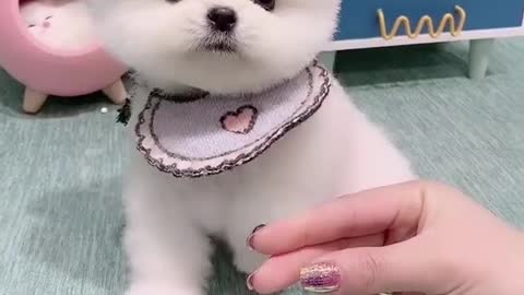 Cute dog