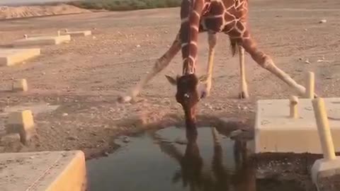 Giraffe's unique way of drinking water