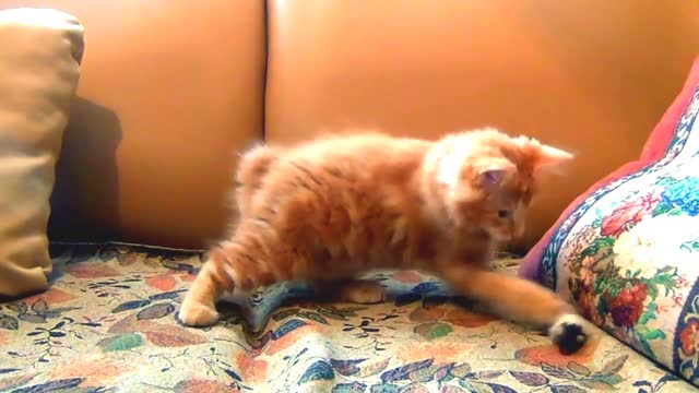 The little kitten is playing a wonderful game