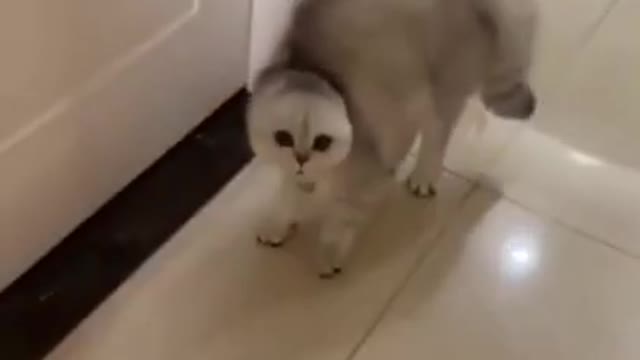 So Cute And lovely Cat Short Video