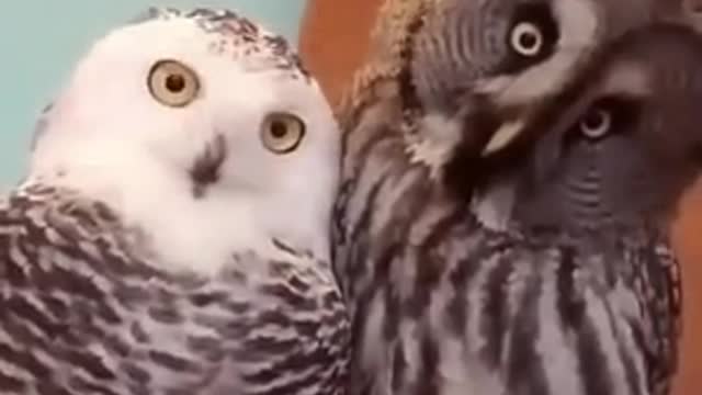 Where the hell is our food?