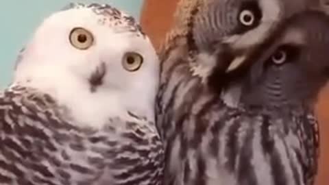 Where the hell is our food?