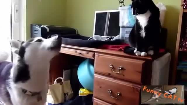 Cats and Dogs Meeting Each other For The First Time Ever