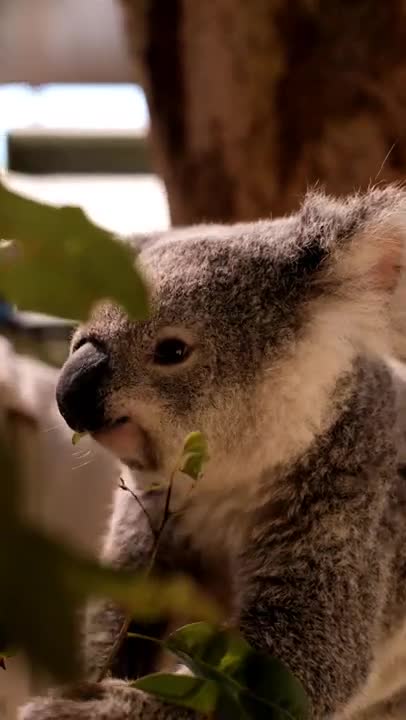 Koala Eating Leaves From a Branch