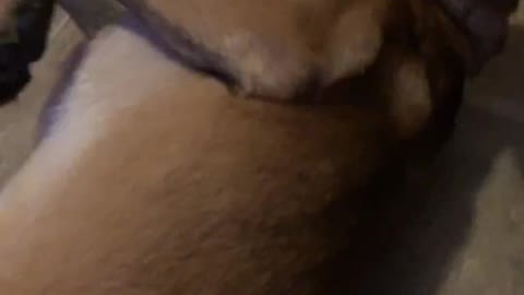 I Touched the Butt