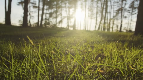 "Enchanting Sunset: Green Grass Amidst Pine Forest Serenity 🌲🌅"