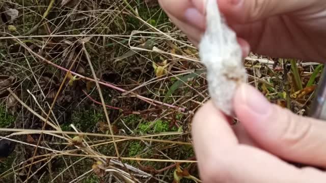 cotton in a cotton field