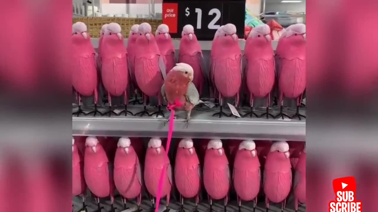 Funny - birds and parrots Videos Compilation cute moment of animals - Cute Parrots