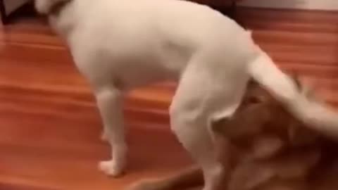 Dog and cat 🐈 funny video