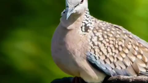 Wildlife's & Funs