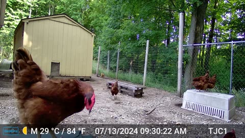 Chickens