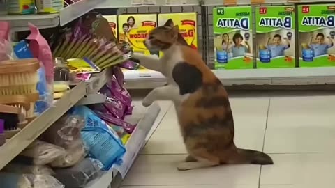 "Unlikely Friendship: Cat Sneaks into Store, Becomes Part of the Family 🐱❤️"