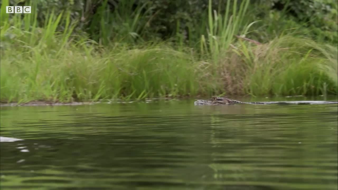 Otter Family Attacks Caiman! | BBC Earth