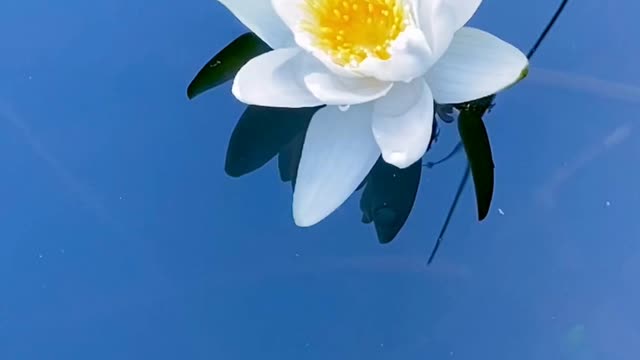 Lily in the pond.