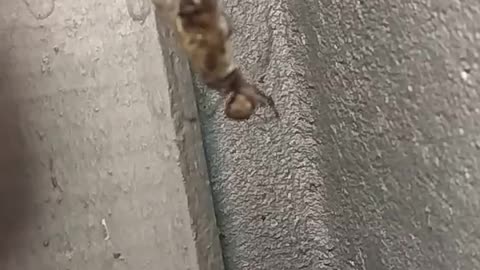 Spider vs bee