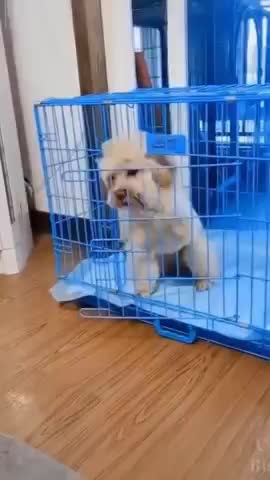 EXTREMELY Smart dog wants to relax with comfort! Wow so cute #shorts