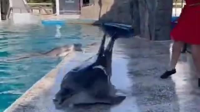 o _ Cute dolphin Show _ Dolphin dance shorts video - #shorts #dolphin