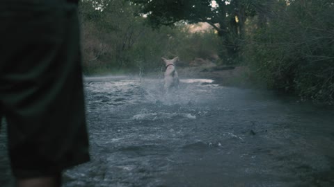 Dog catches a ball in the river