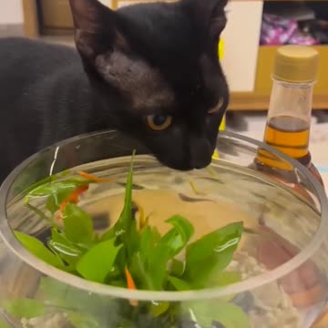 Cute cat|CatAndDogCute