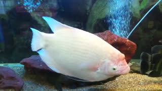 White Fish