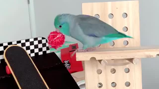 The smart bird plays with all skill. Look at it, it's amazing