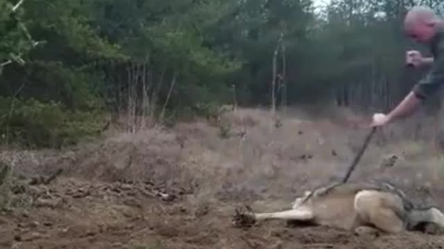 Great funn and scary to save wolf (Cute Video)