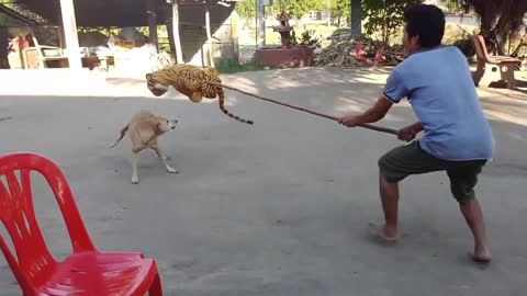 Trolling dogs with a Tiger toy. Very funny!!!