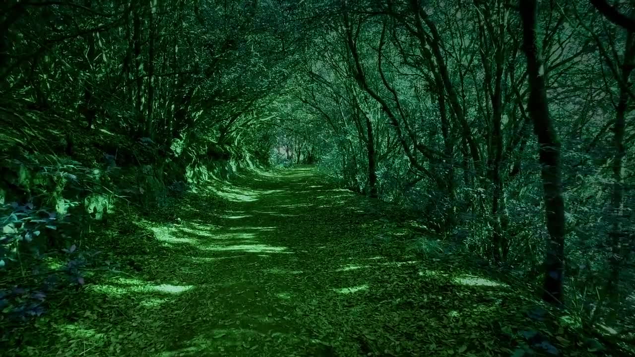 Forest,Forest video,Nature video,nature