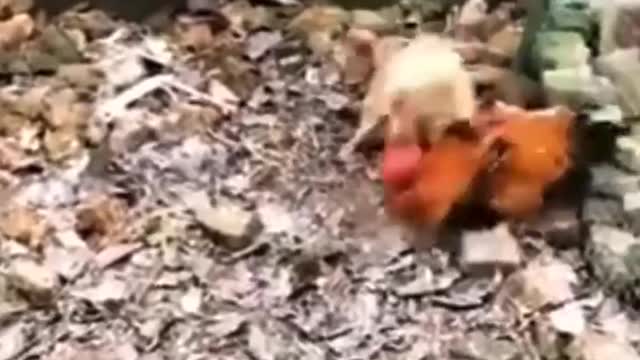 Dog Vs Chicken fight of the Century