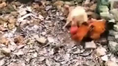 Dog Vs Chicken fight of the Century