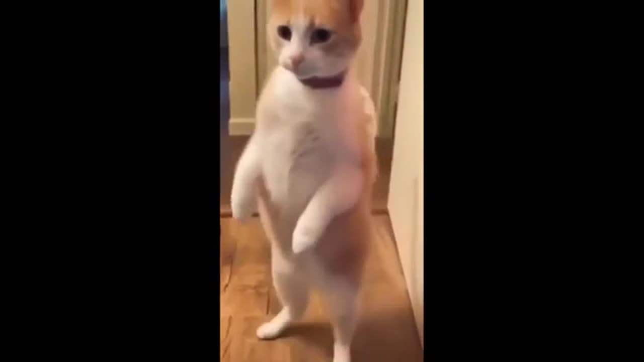 FUNNY CATS AND DOGS VIDEOS