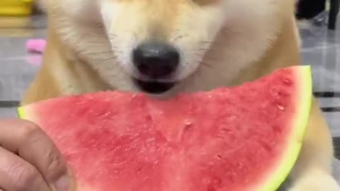 Shiba Inu eating watermelon