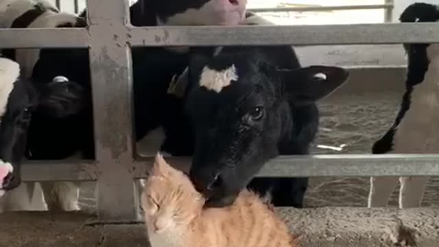 Cat & cows