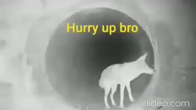 Into the unknown.. Cute animal friends