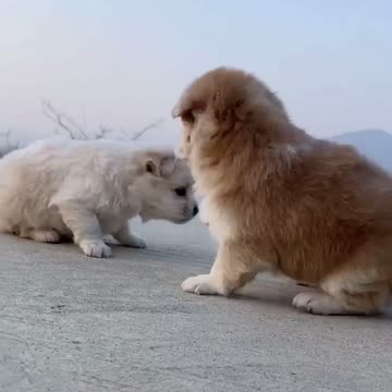 Cut and very smart my be love doggy