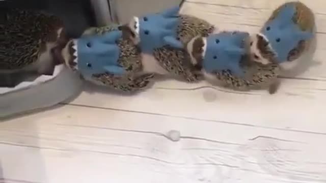 Small kids Hedgehog playing Music chairs