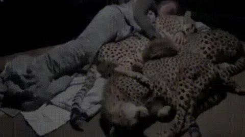 caretaker comforting his cheetah companions when they get nervous