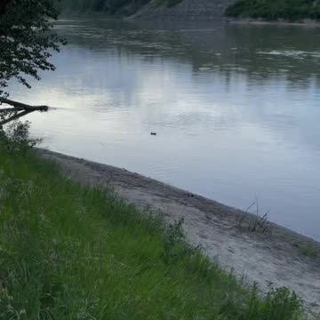 A duck is alone in Big River