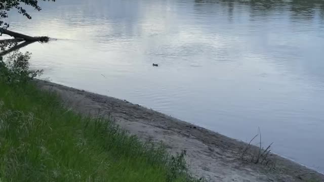 A duck is alone in Big River