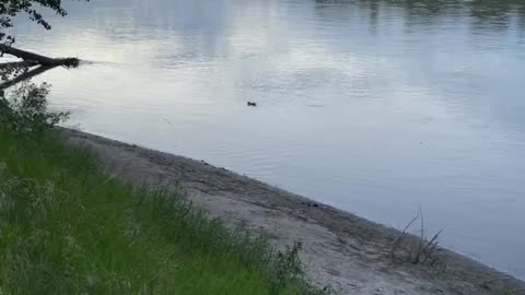 A duck is alone in Big River