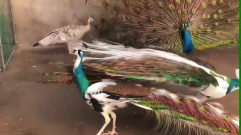 Do you love peacock 🤗