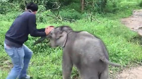 baby elephant protect his mum